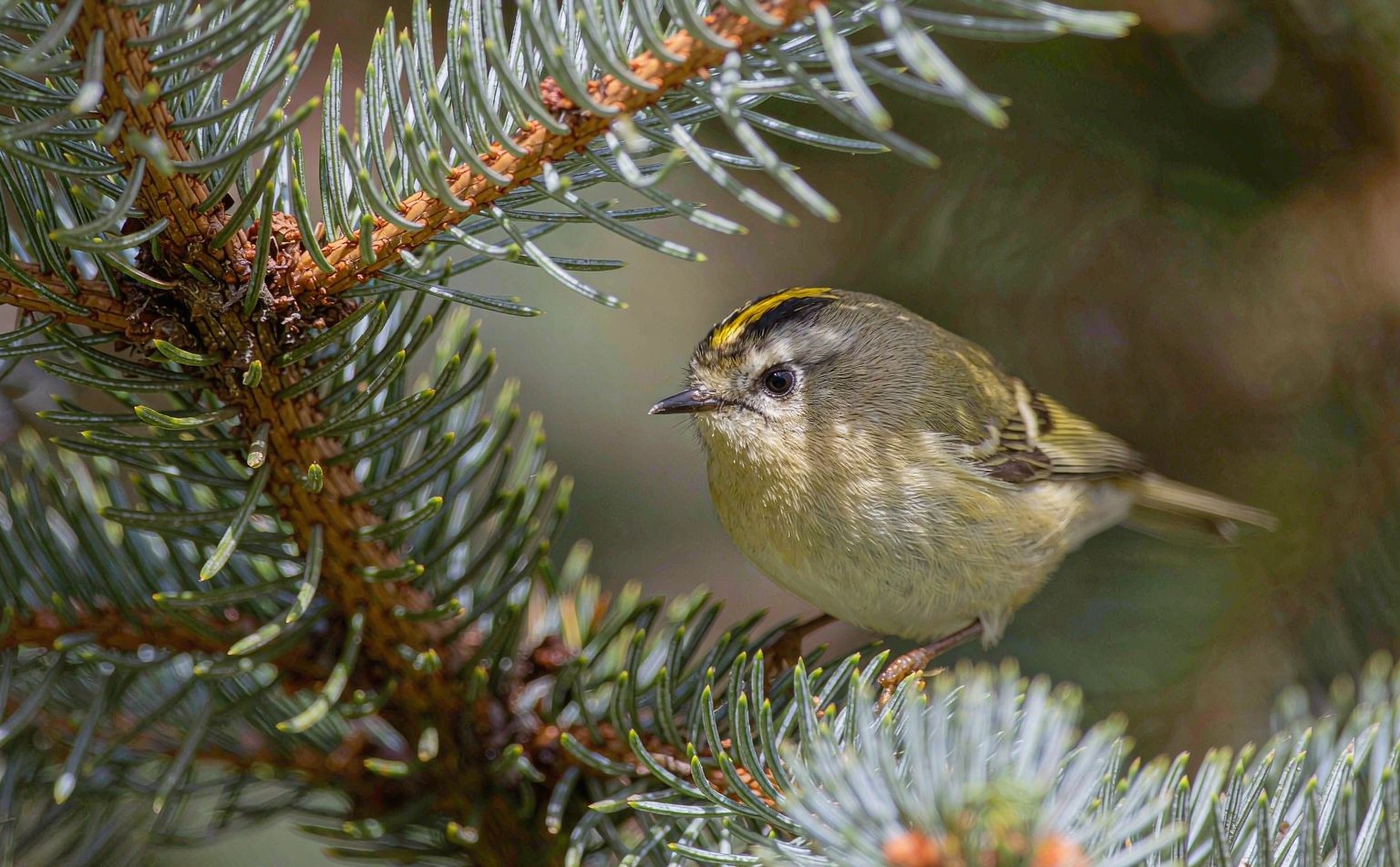 Close-up photograph of goldcrest
