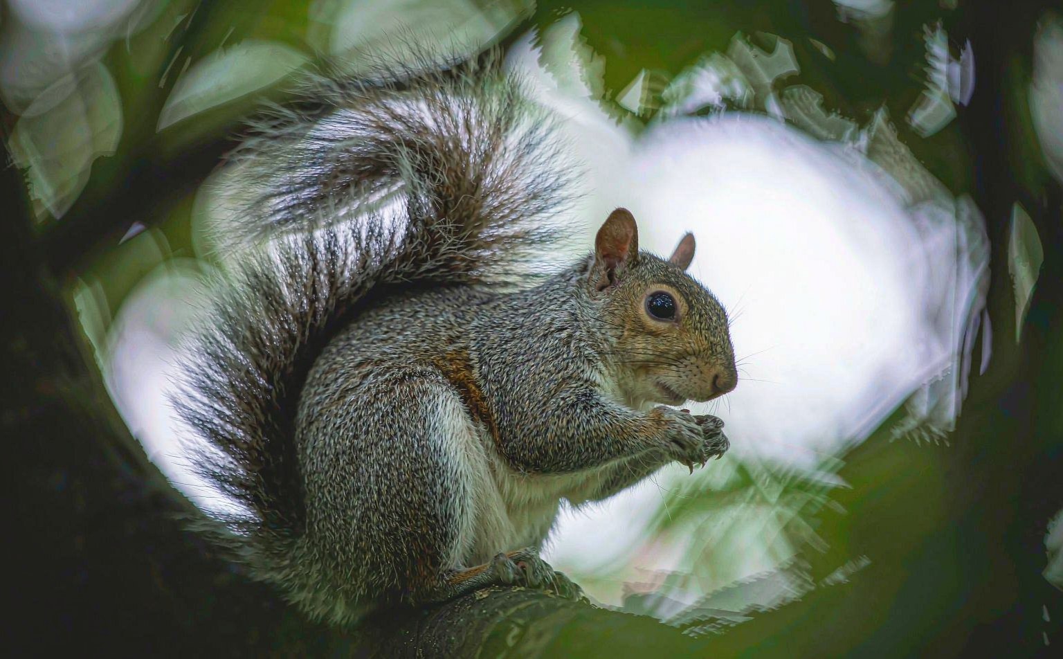 Close-up photograph of grey-squirrel