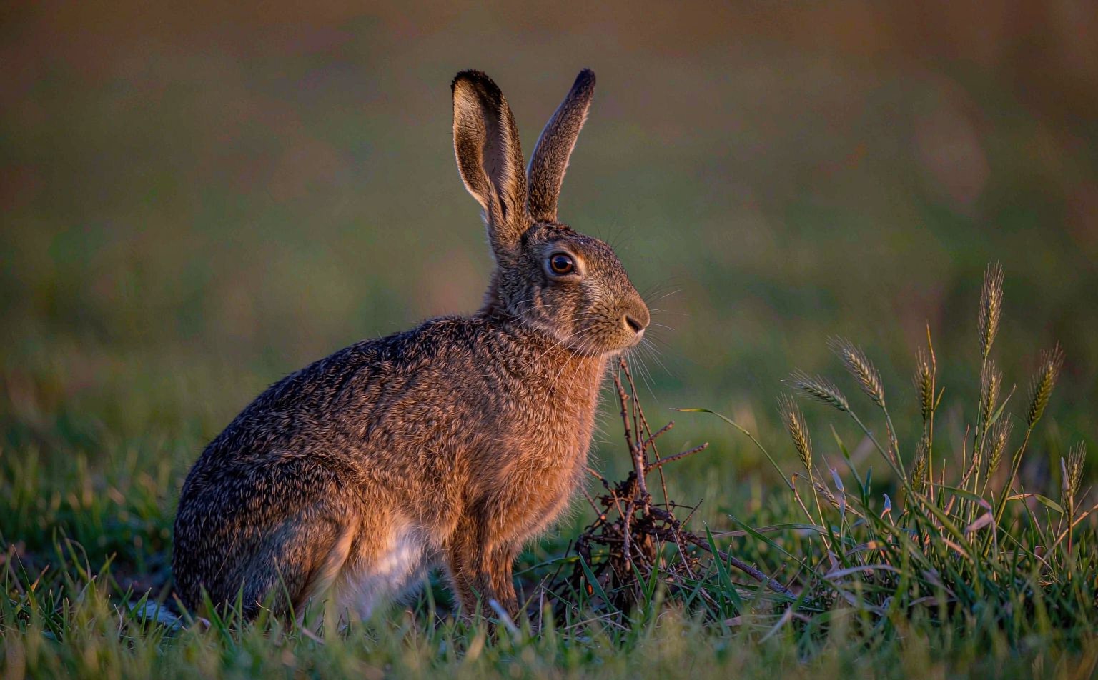 Close-up photograph of brown-hare