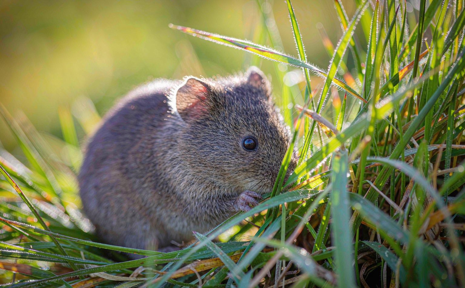 Close-up photograph of field-vole