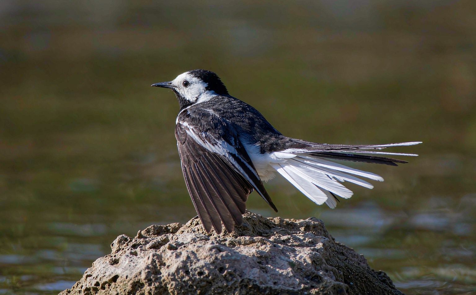 Close-up photograph of pied-wagtail