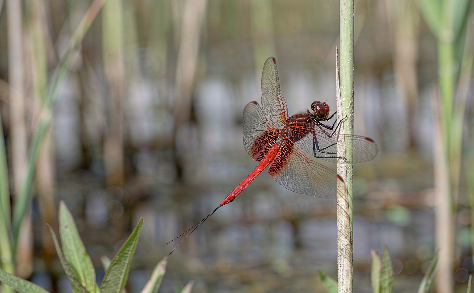 sympetrum-striolatum