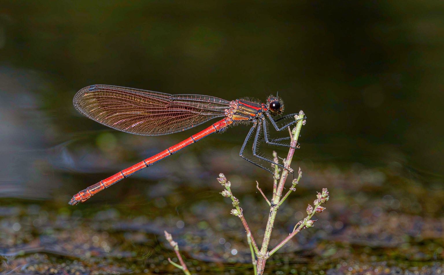 pyrrhosoma-nymphula