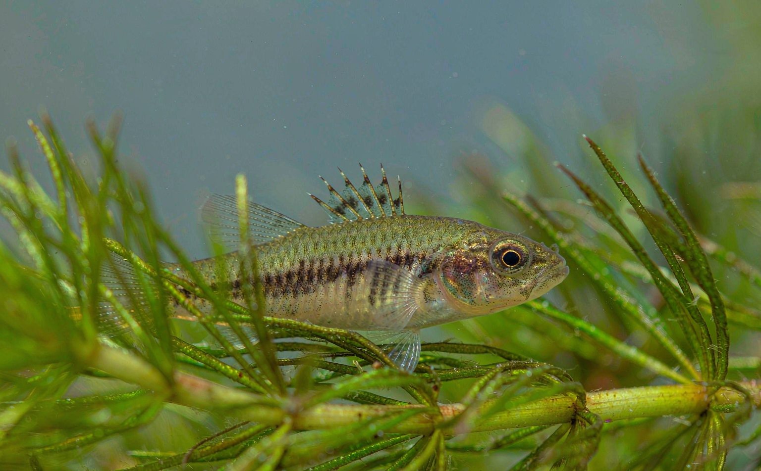 pungitius-pungitius