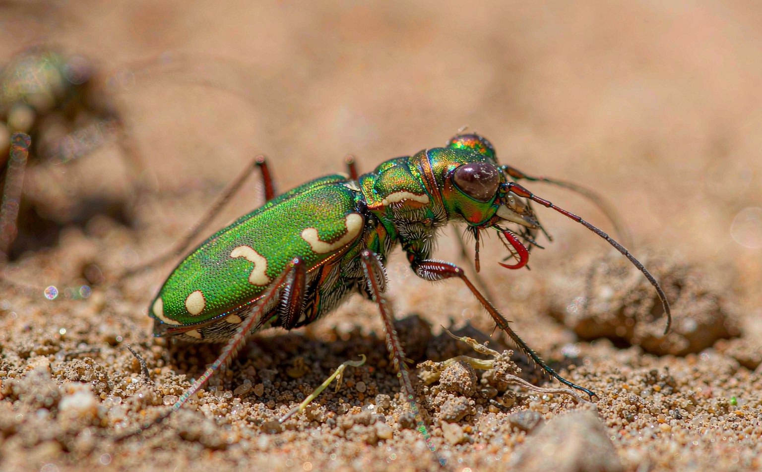 cicindela-campestris