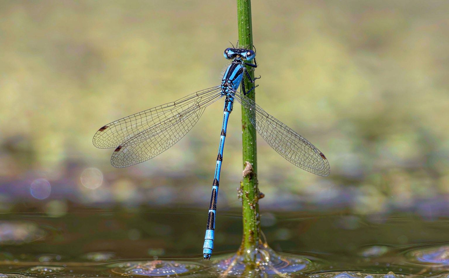 coenagrion-puella