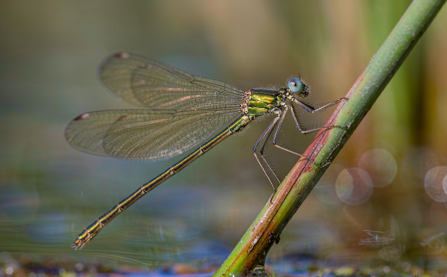 lestes-sponsa