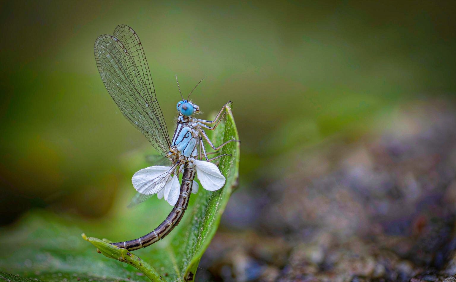 platycnemis-pennipes