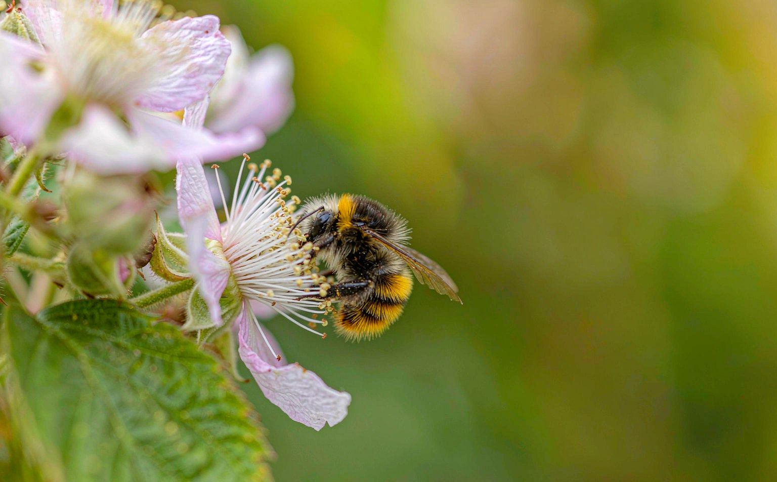 bombus-pratorum