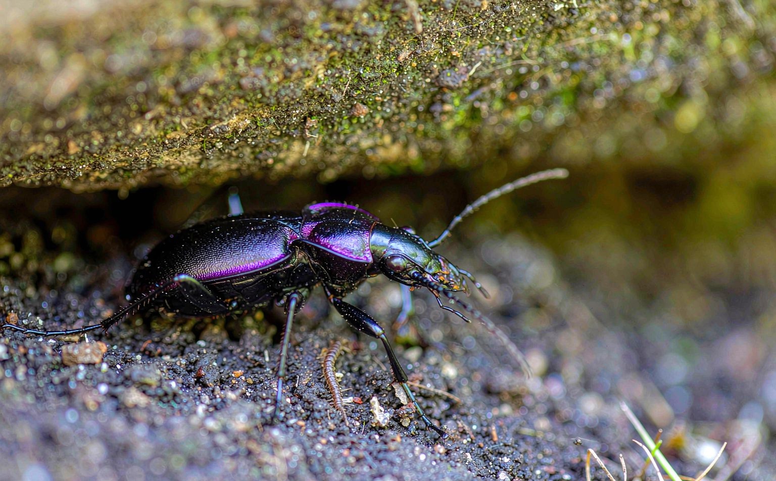 carabus-violaceus