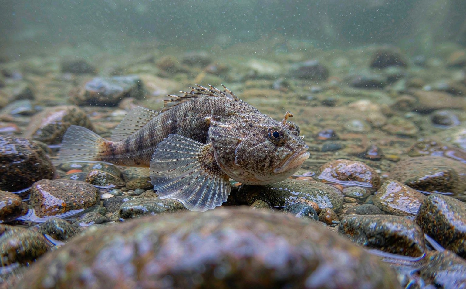 cottus-gobio