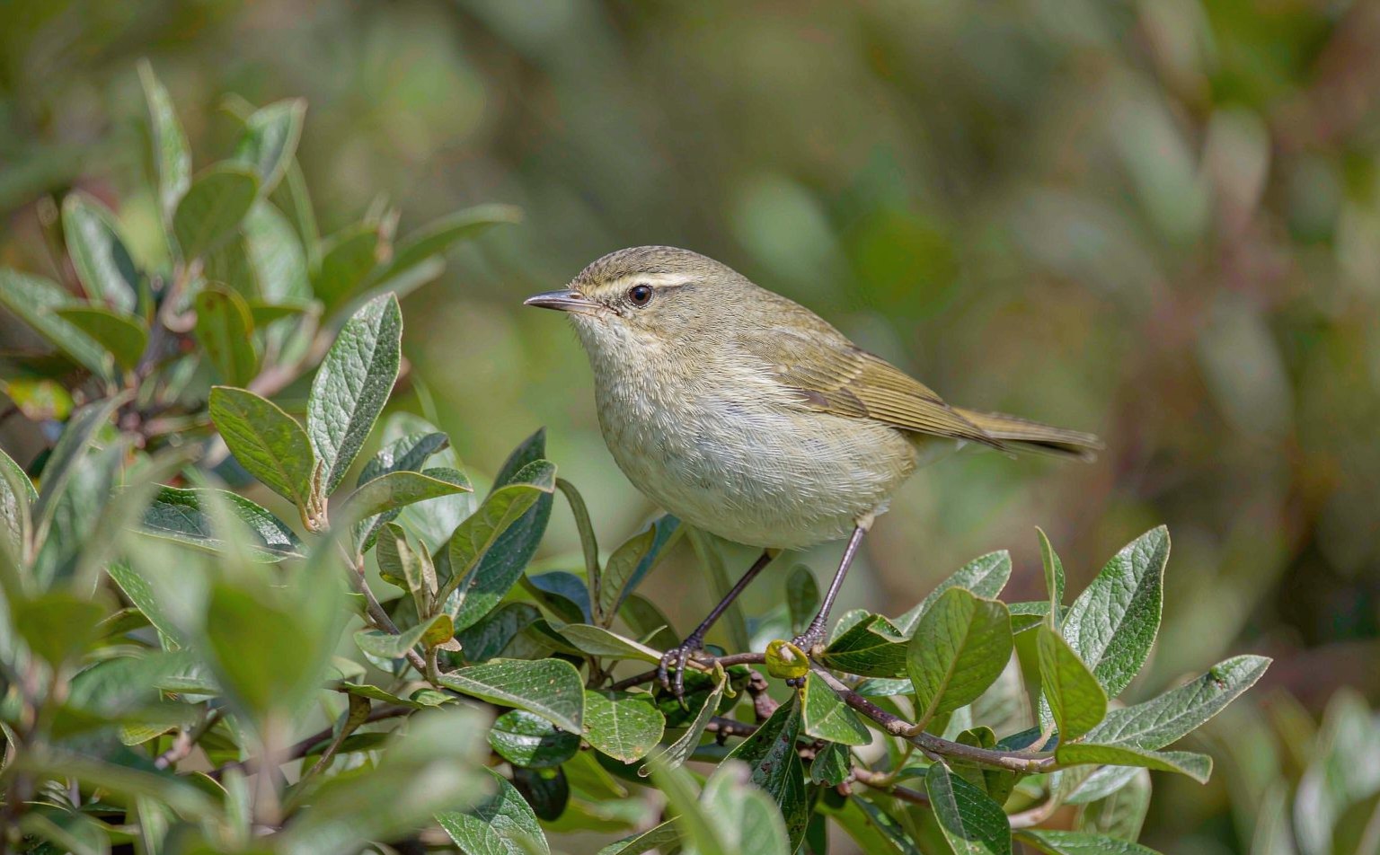 phylloscopus-collybita