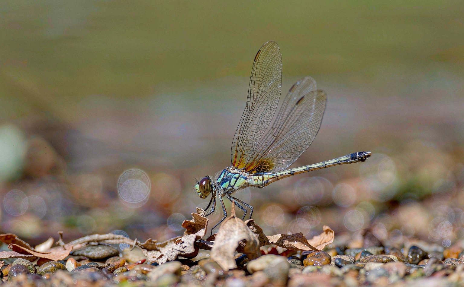 orthetrum-cancellatum