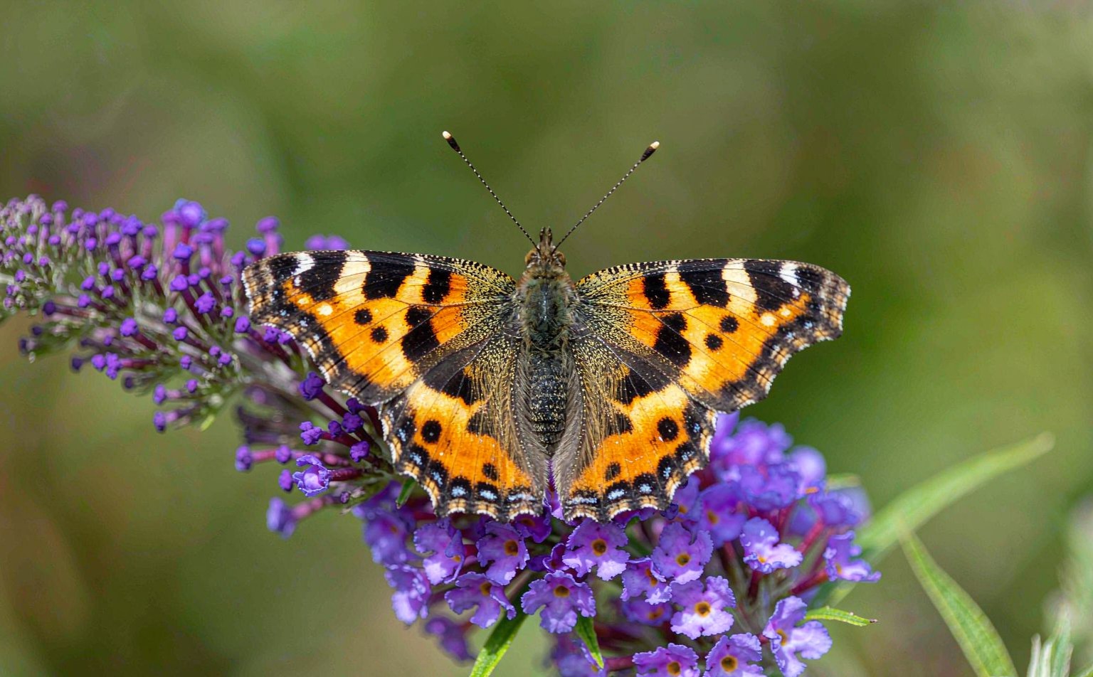 aglais-urticae real wildlife photograph