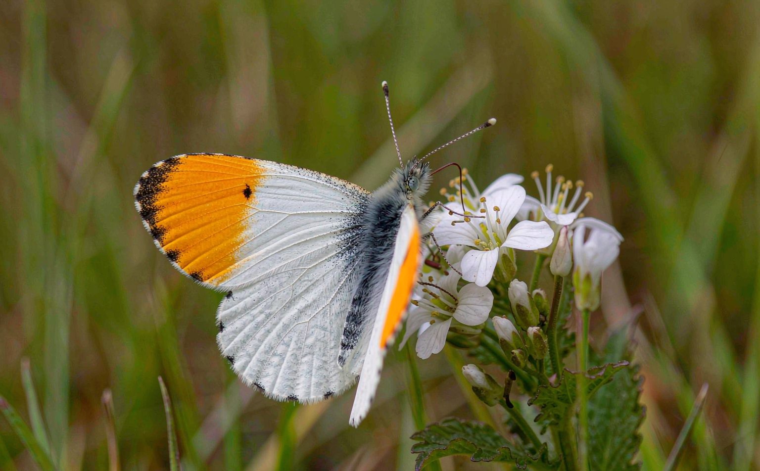 anthocharis-cardamines real wildlife photograph