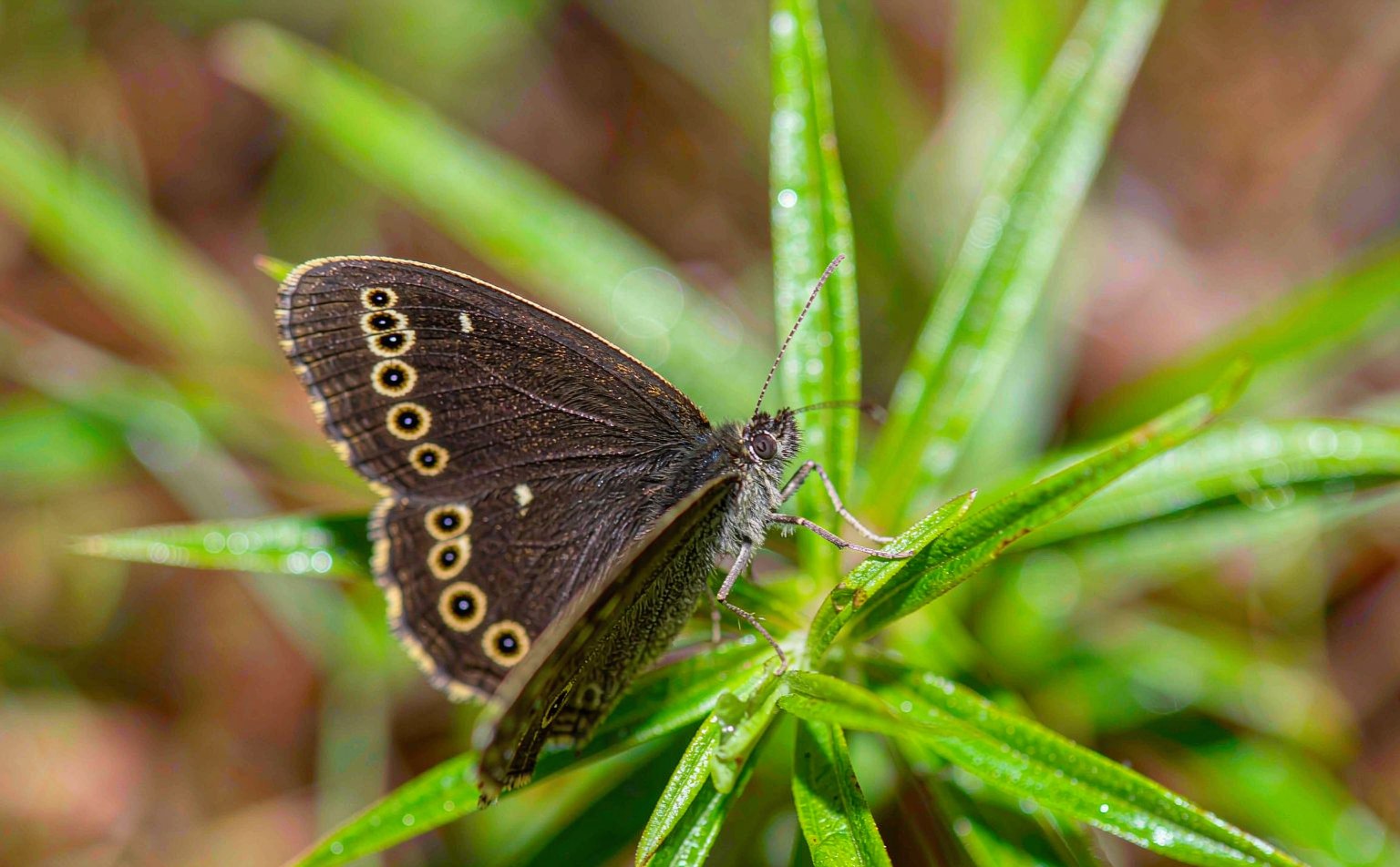 aphantopus-hyperantus real wildlife photograph