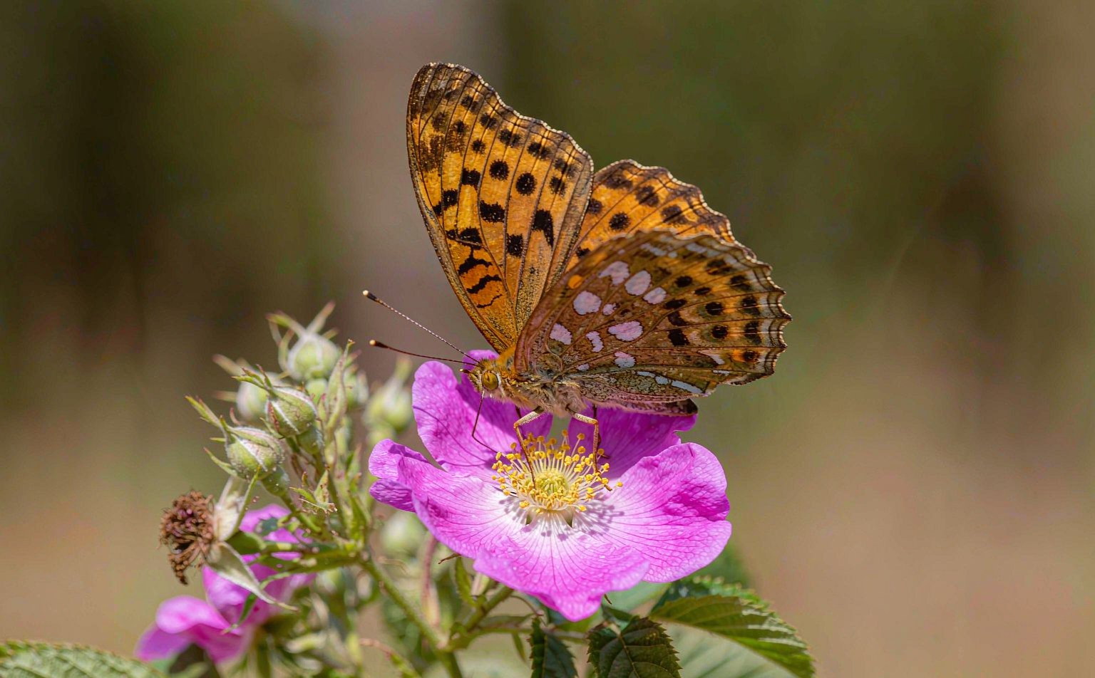 argynnis-paphia real wildlife photograph