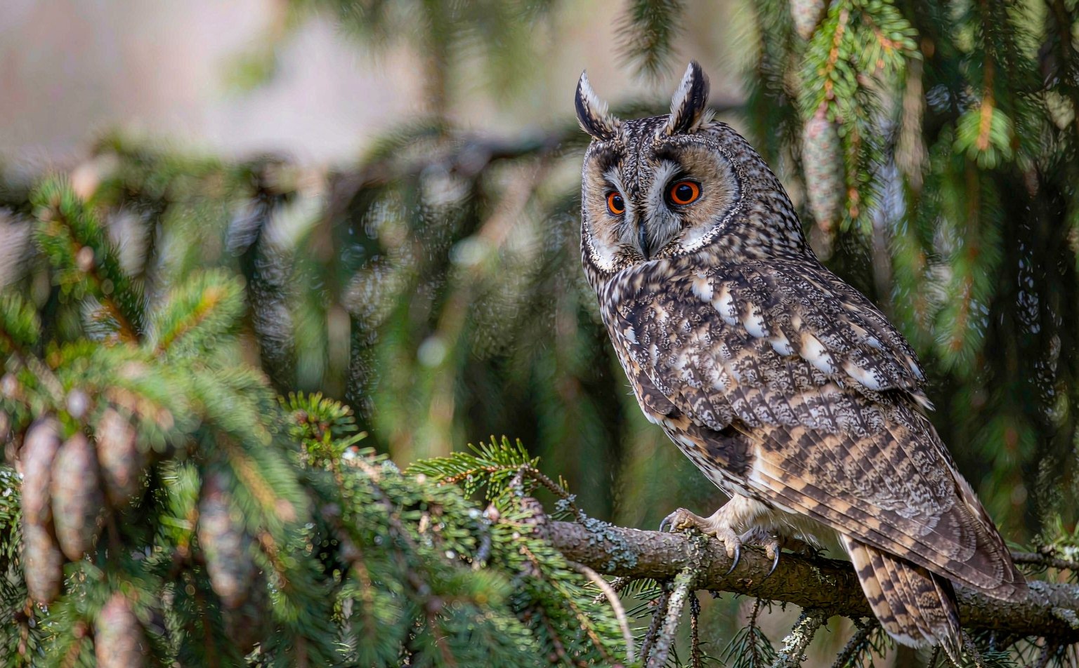 Long-eared Owl Asio otus roosting in conifer real wildlife photograph