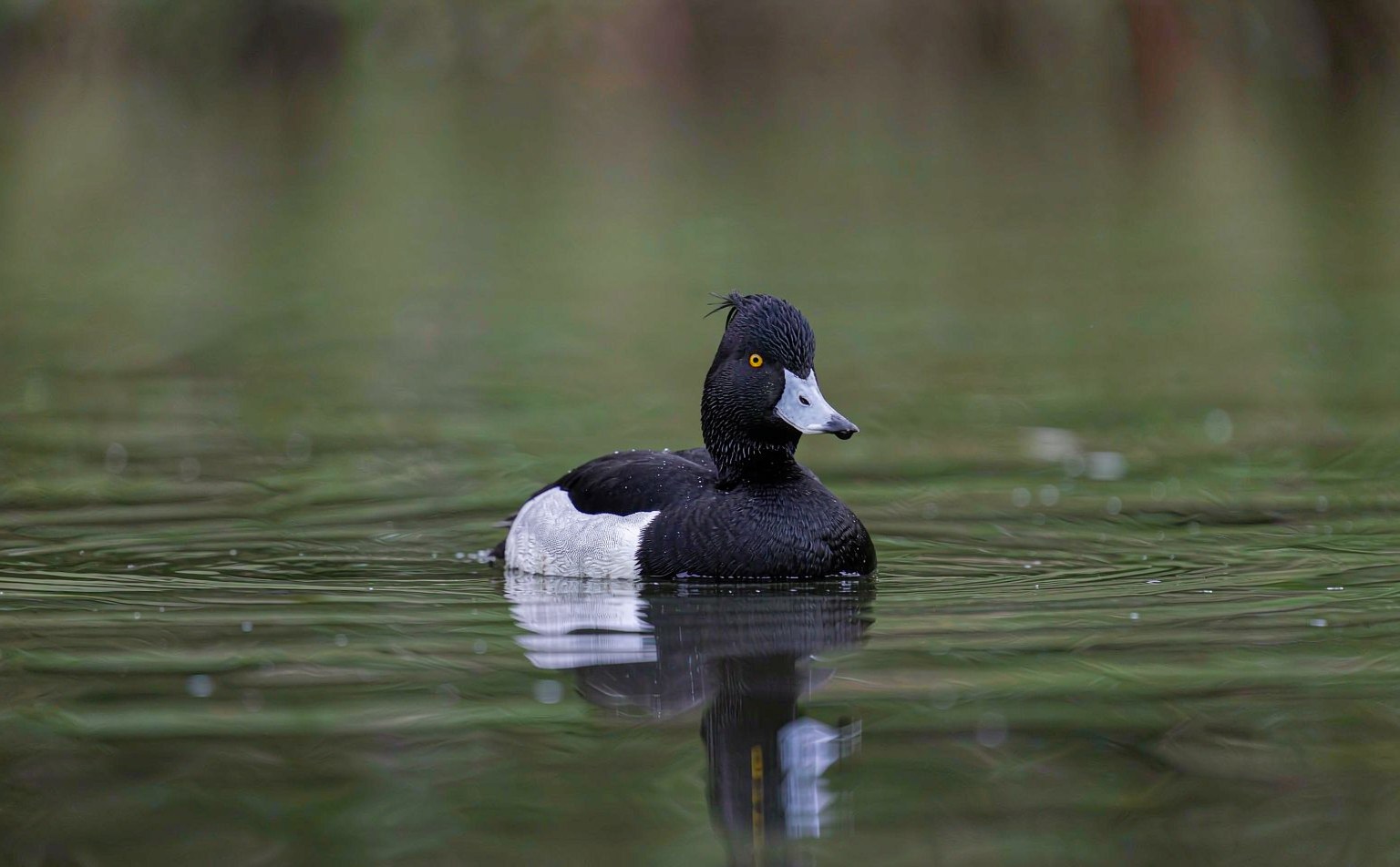 Tufted Duck Aythya fuligula male black white flank crest real wildlife photograph