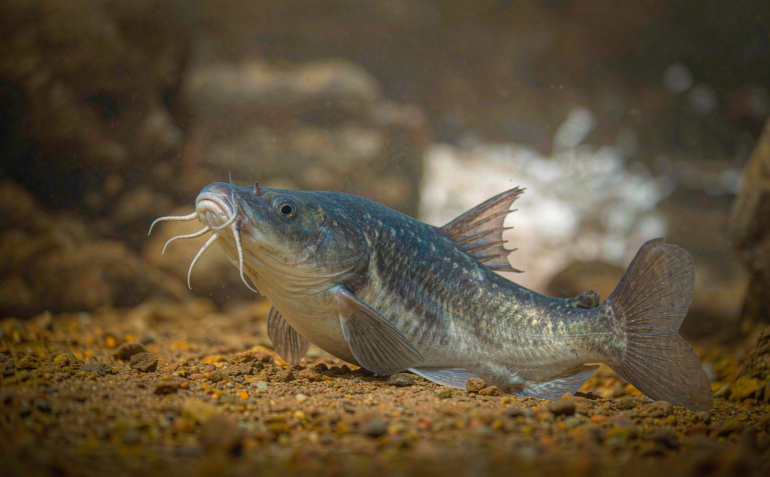 barbus-barbus real wildlife photograph