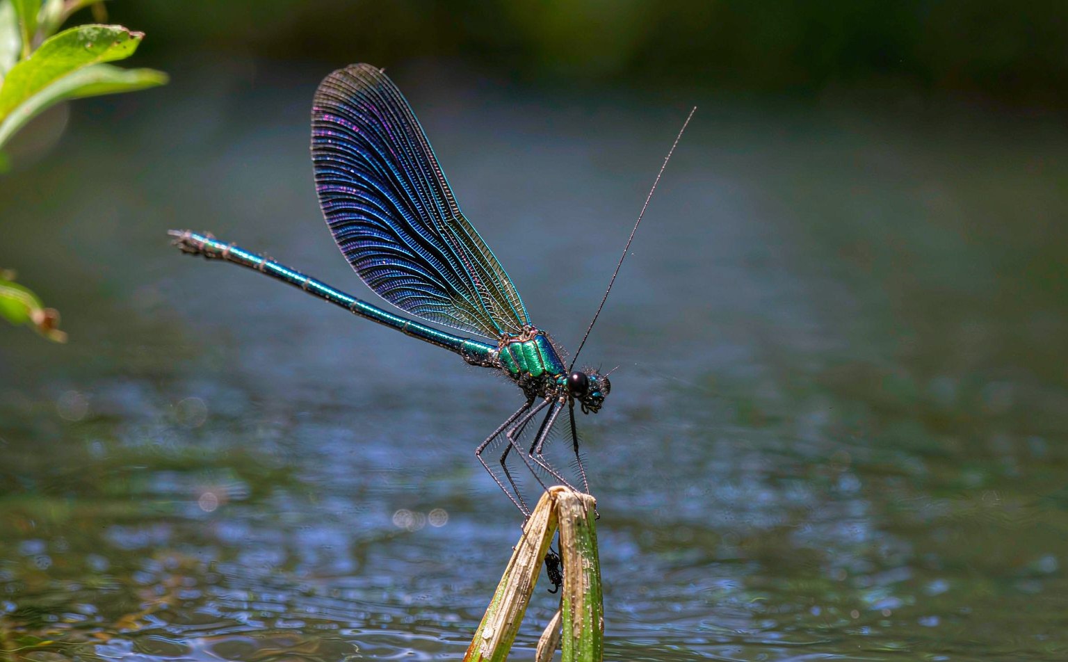 calopteryx-virgo real wildlife photograph