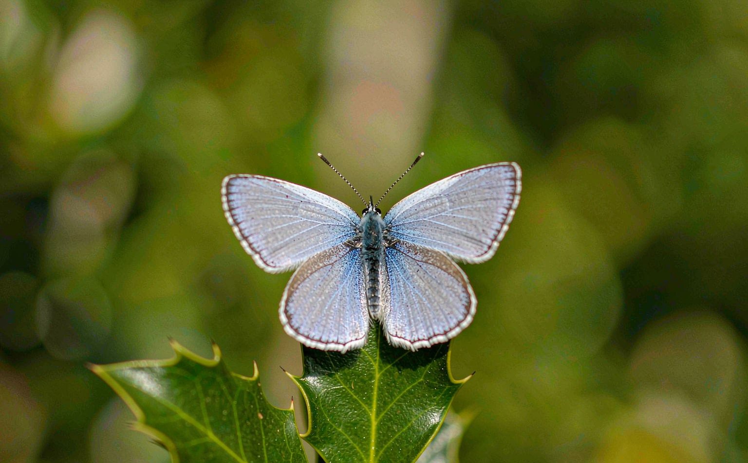 celastrina-argiolus real wildlife photograph