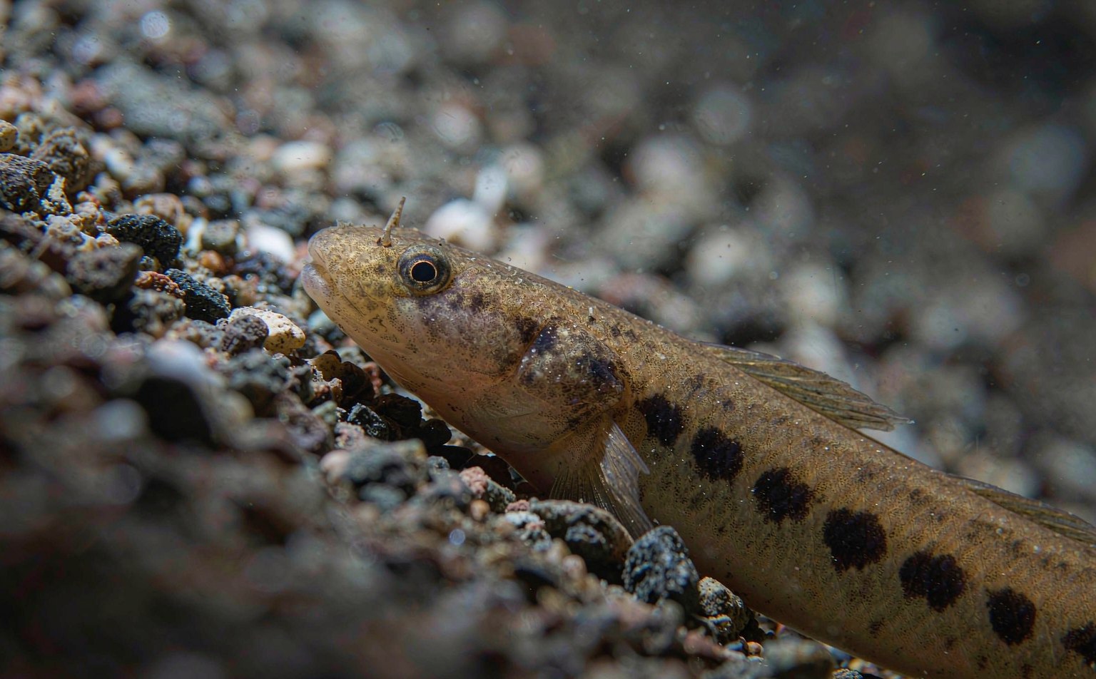 cobitis-taenia real wildlife photograph