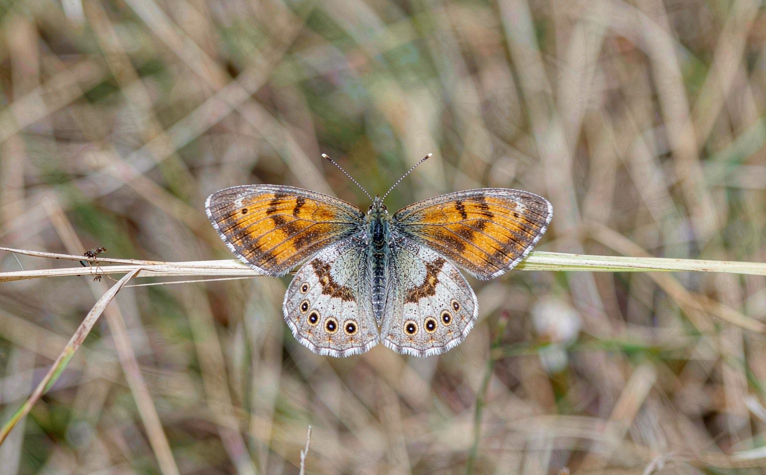coenonympha-pamphilus real wildlife photograph