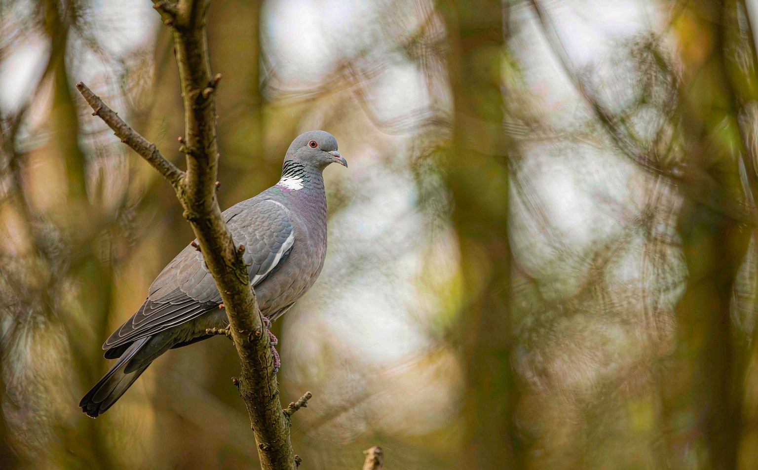 Common Wood Pigeon Columba palumbus real wildlife photograph