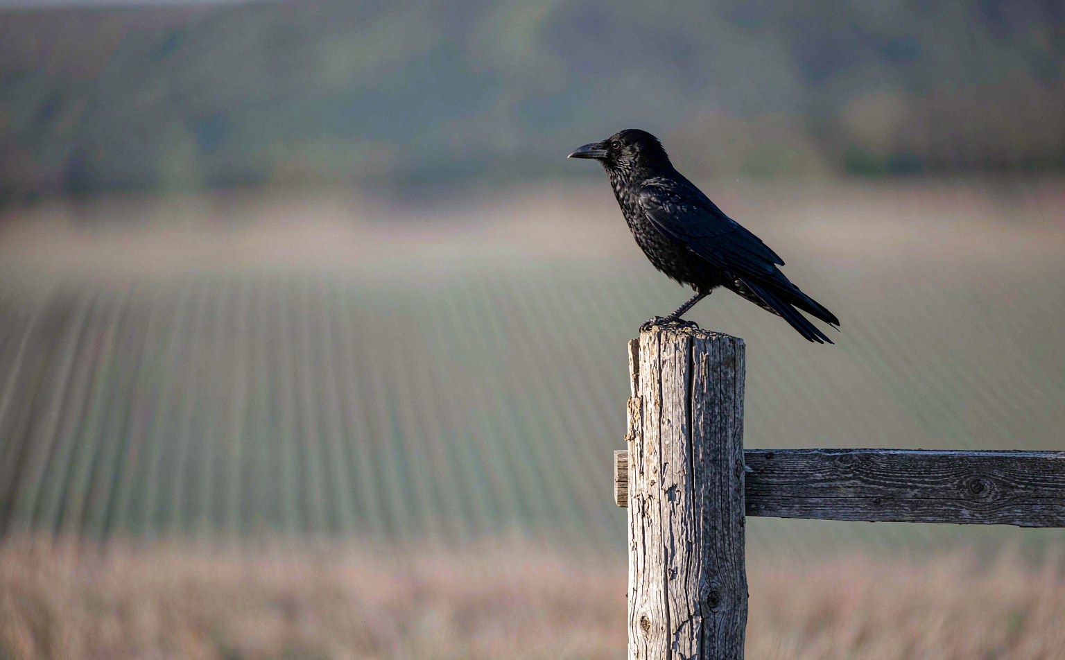 Carrion Crow Corvus corone perched on fence post real wildlife photograph