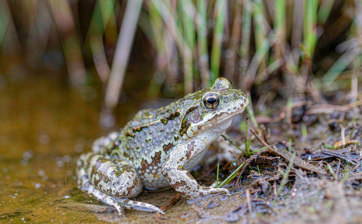 discoglossus-pictus real wildlife photograph
