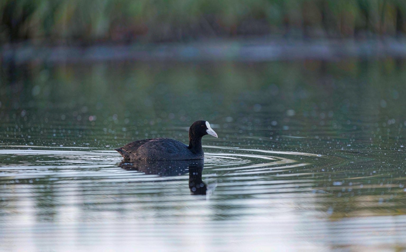 Eurasian Coot Fulica atra swimming on freshwater lake real wildlife photograph