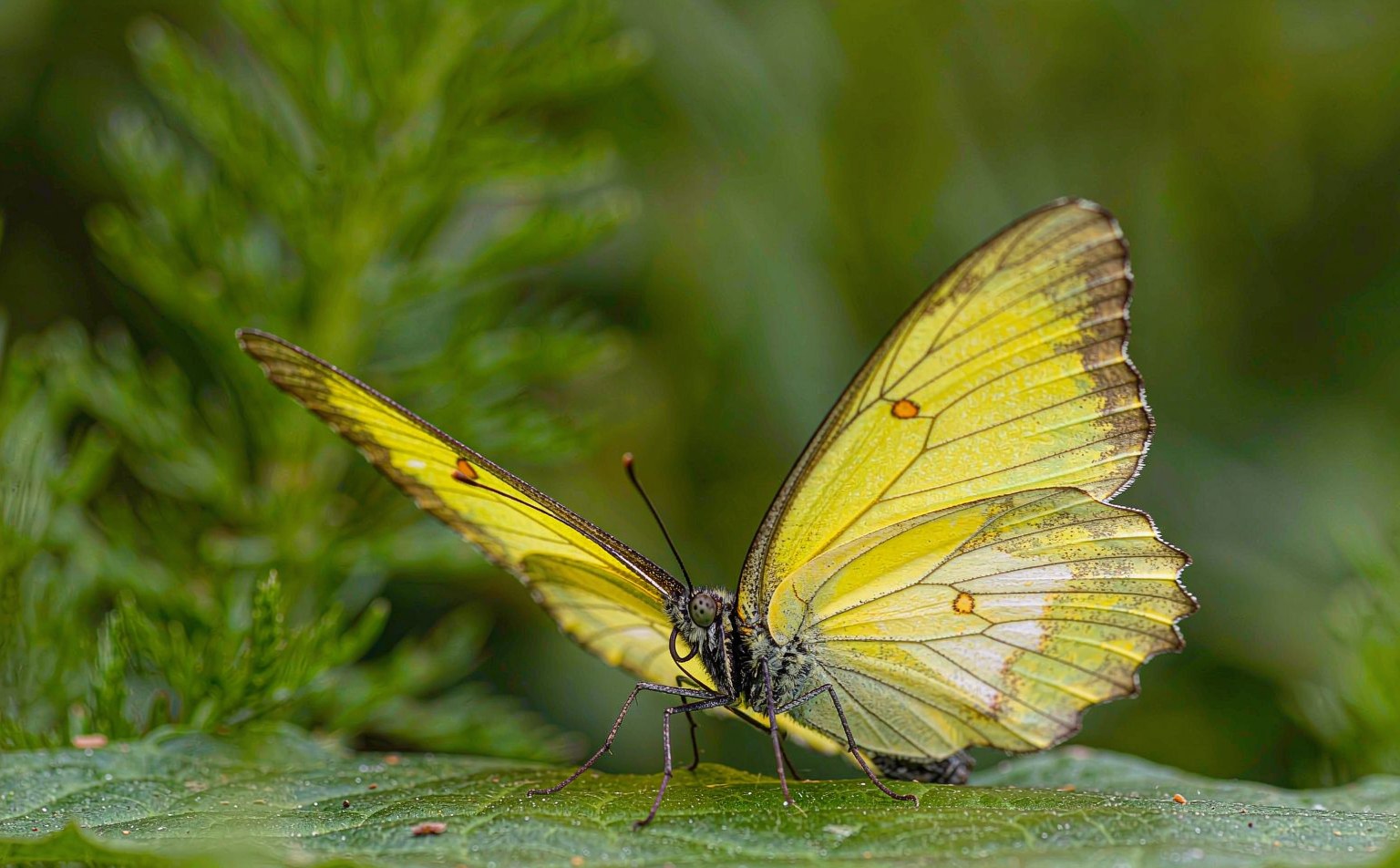 gonepteryx-rhamni real wildlife photograph