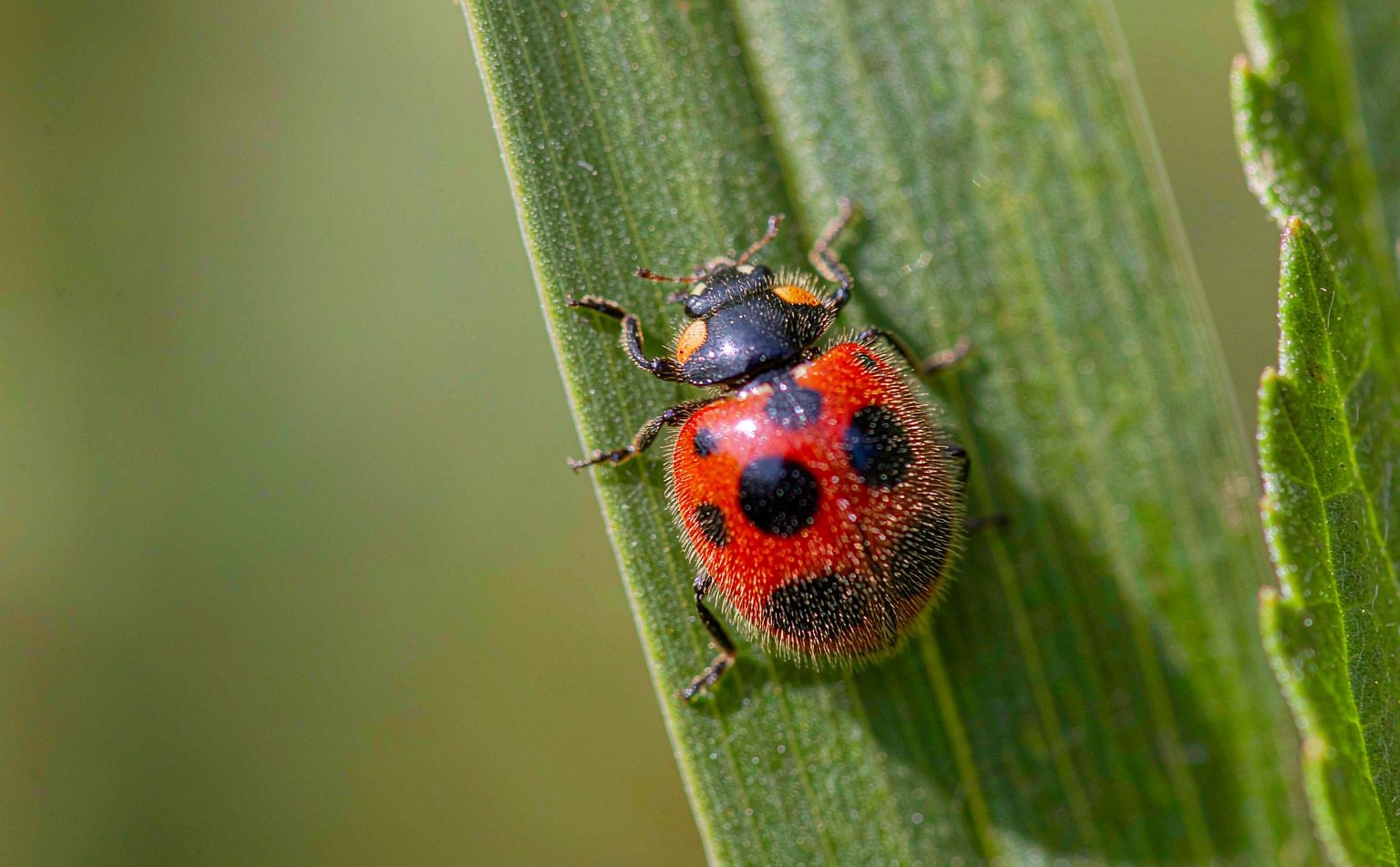 harmonia-axyridis real wildlife photograph