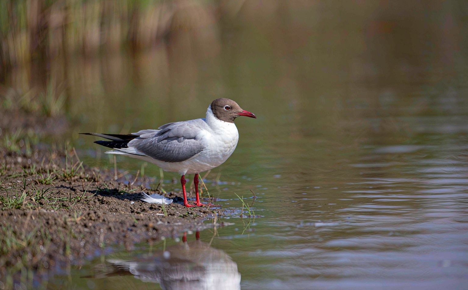 Black-headed Gull Larus ridibundus in breeding plumage standing by lake real wildlife photograph