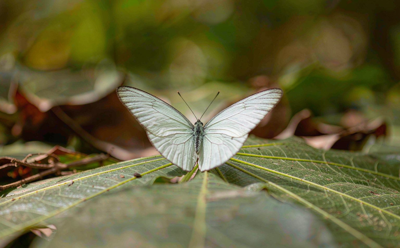 leptidea-sinapis real wildlife photograph