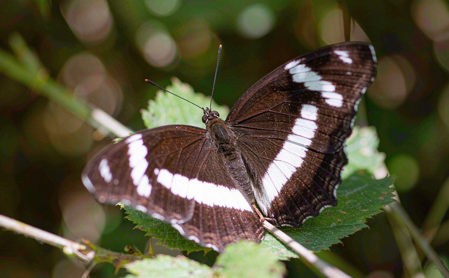 limenitis-camilla real wildlife photograph