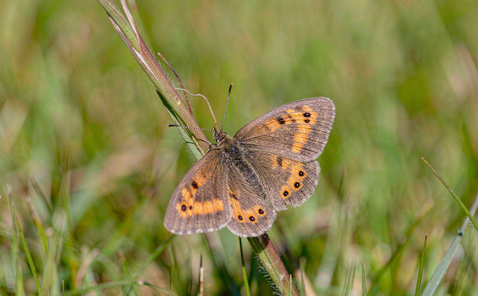 maniola-jurtina real wildlife photograph