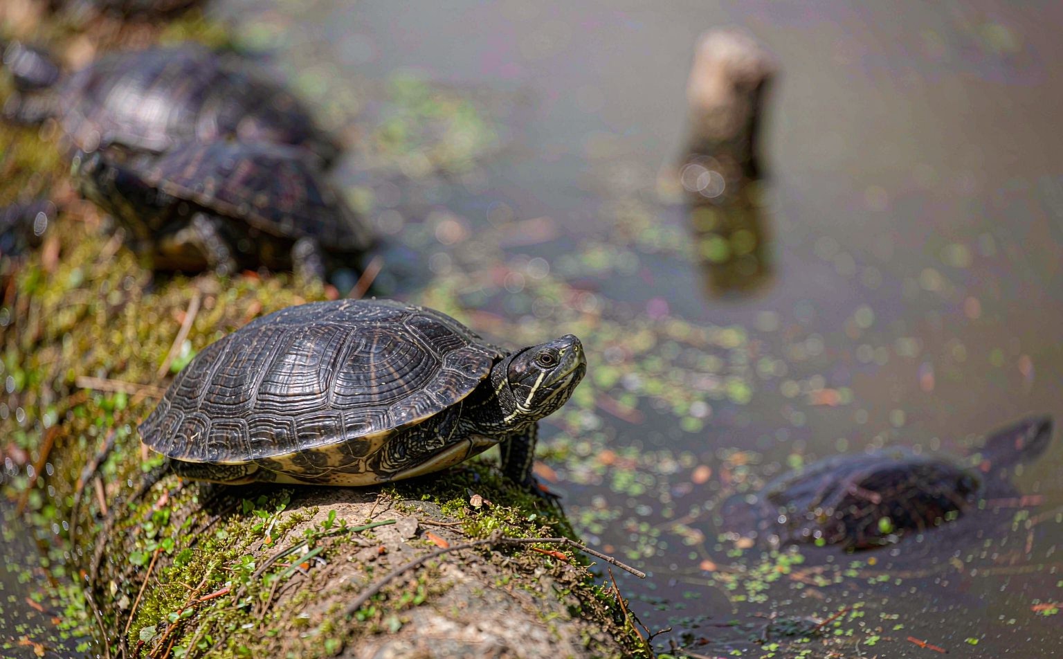 mauremys-rivulata real wildlife photograph