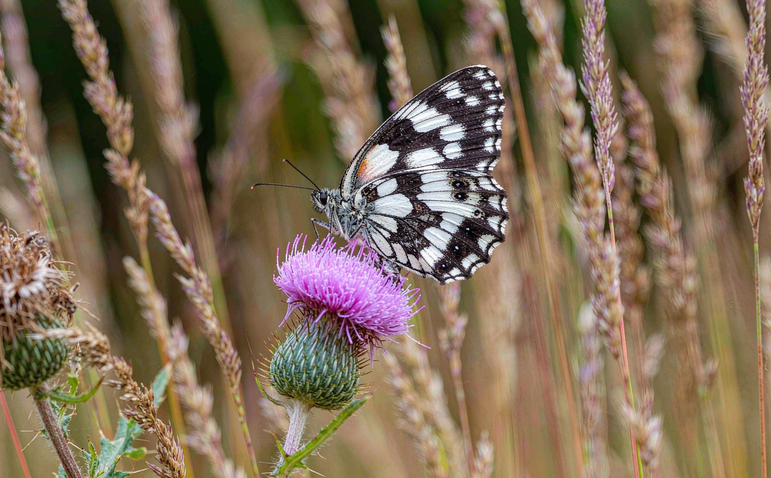 melanargia-galathea real wildlife photograph