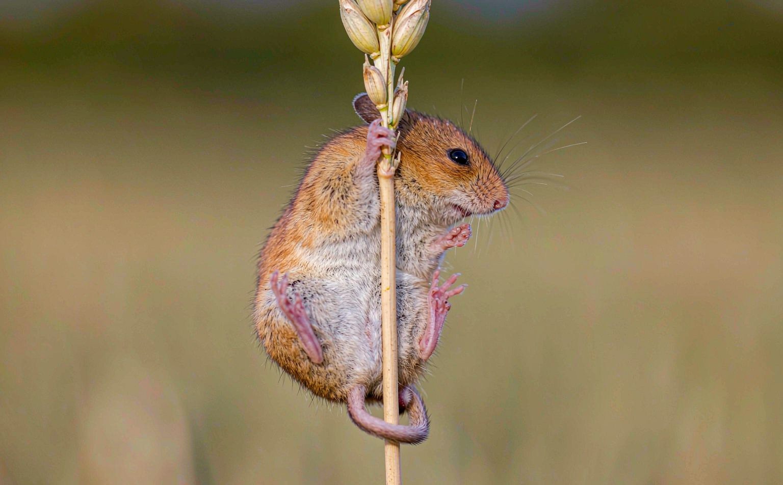 micromys-minutus real wildlife photograph