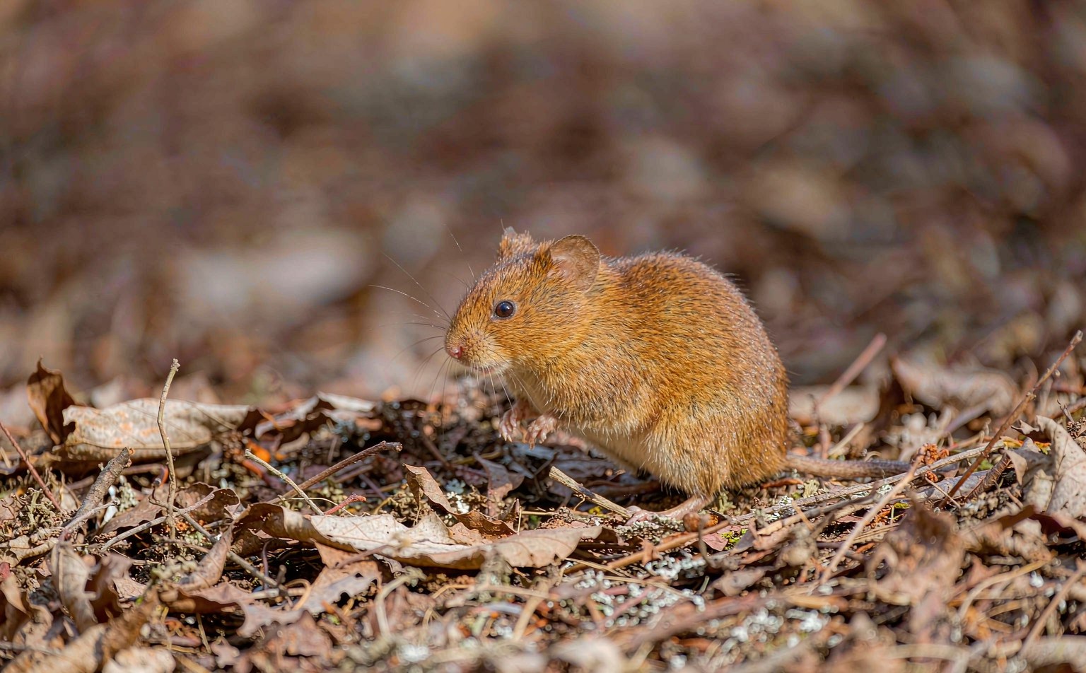 myodes-glareolus real wildlife photograph