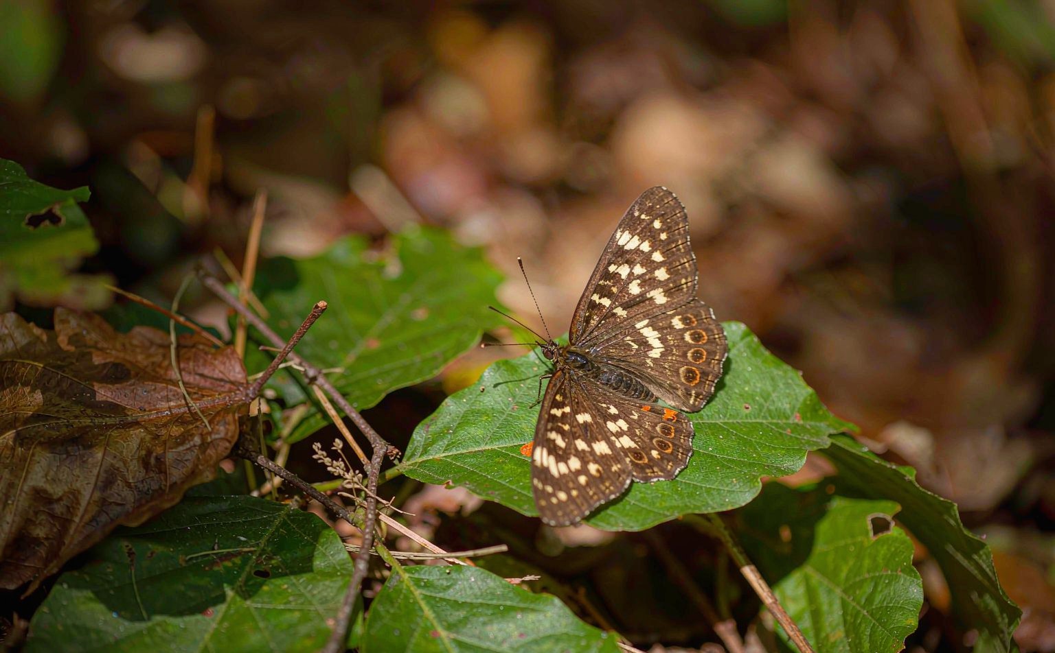 pararge-aegeria real wildlife photograph