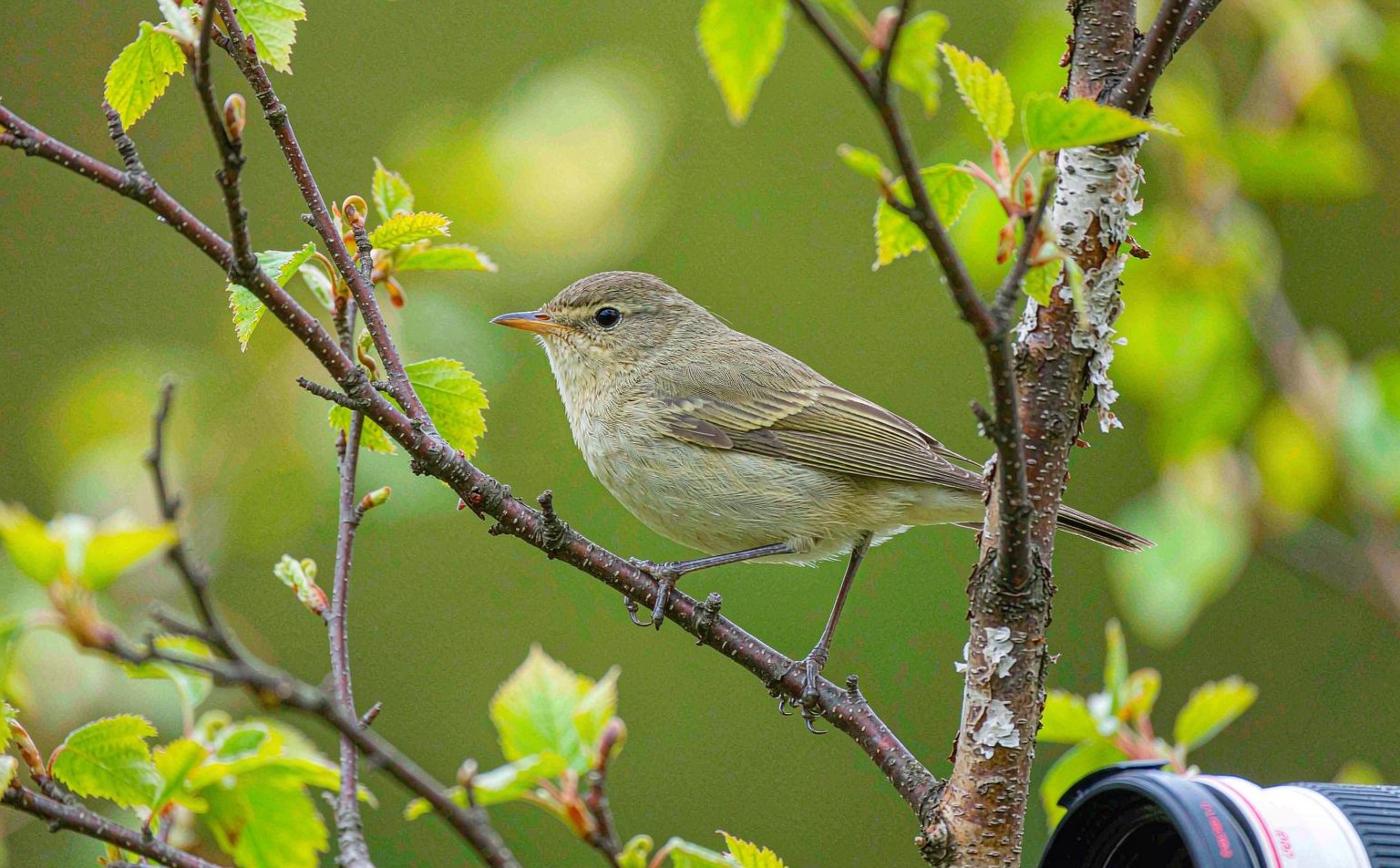 Willow Warbler Phylloscopus trochilus perched on birch branch real wildlife photograph