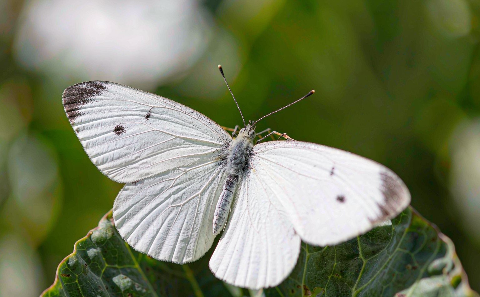 pieris-brassicae real wildlife photograph