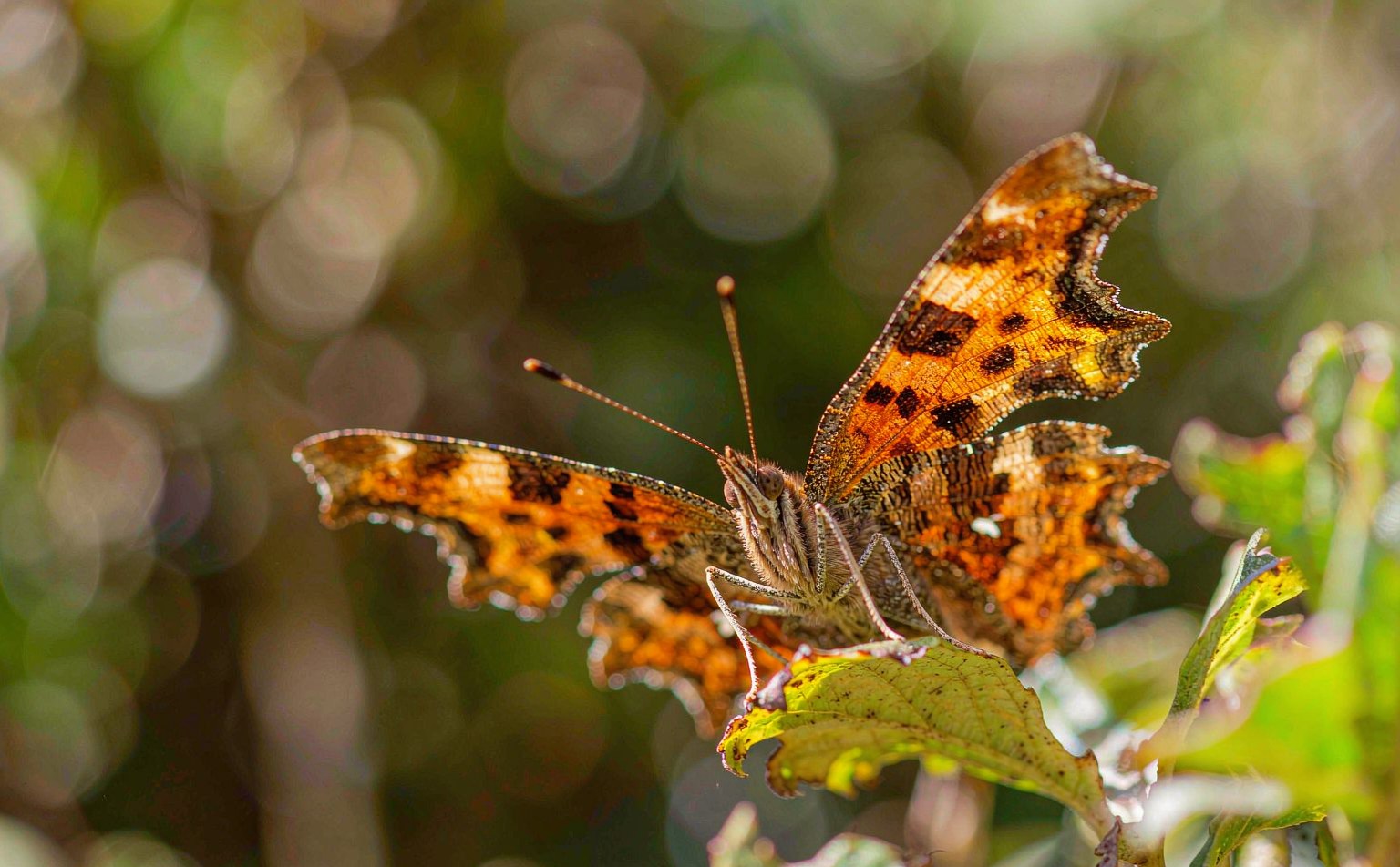 polygonia-c-album real wildlife photograph