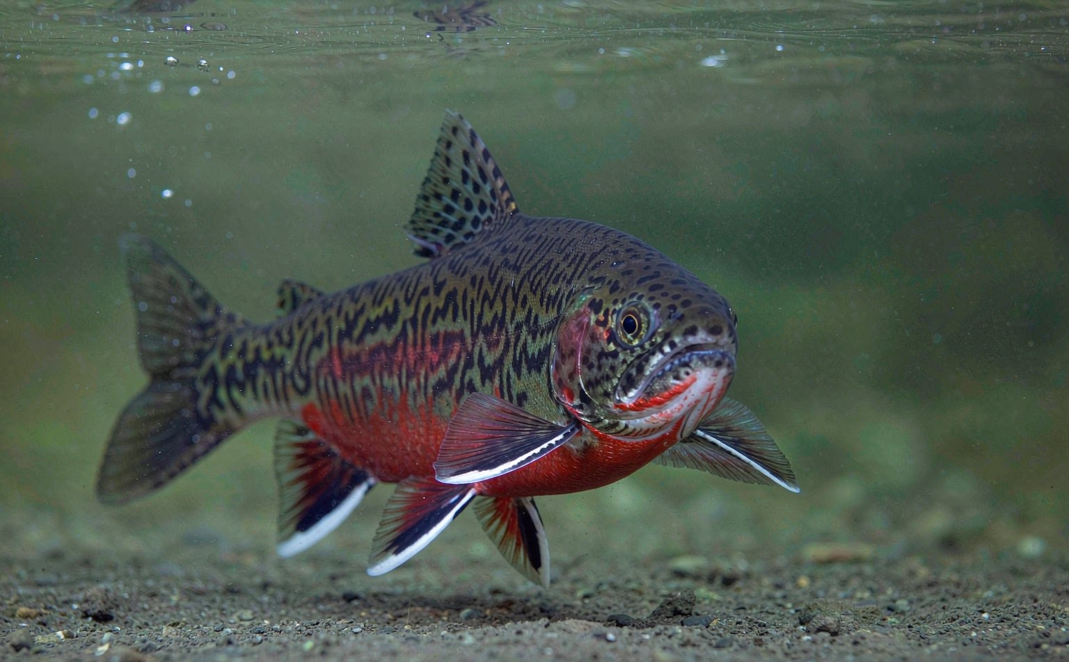 salvelinus-fontinalis real wildlife photograph