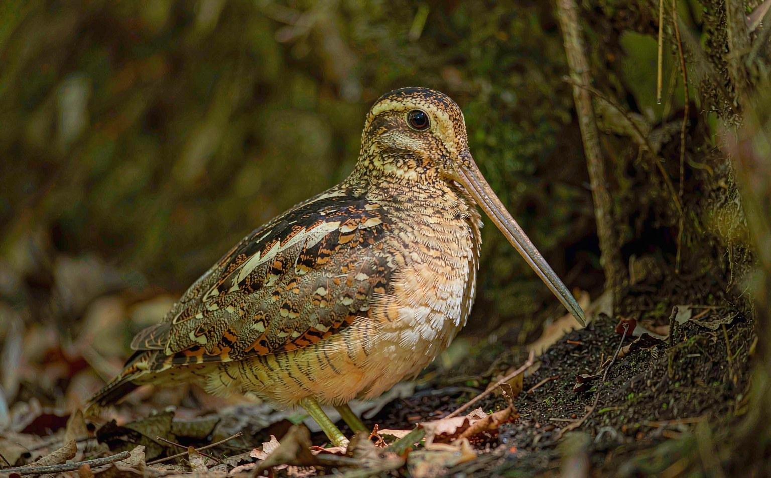 Eurasian Woodcock Scolopax rusticola camouflaged woodland wader real wildlife photograph