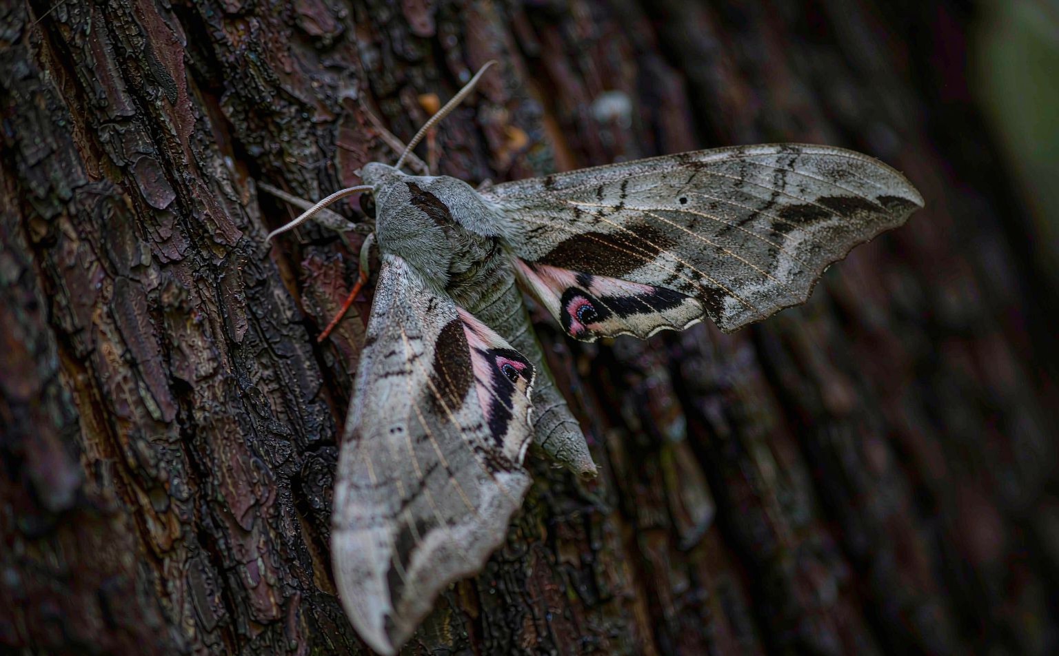 sphinx-ligustri real wildlife photograph