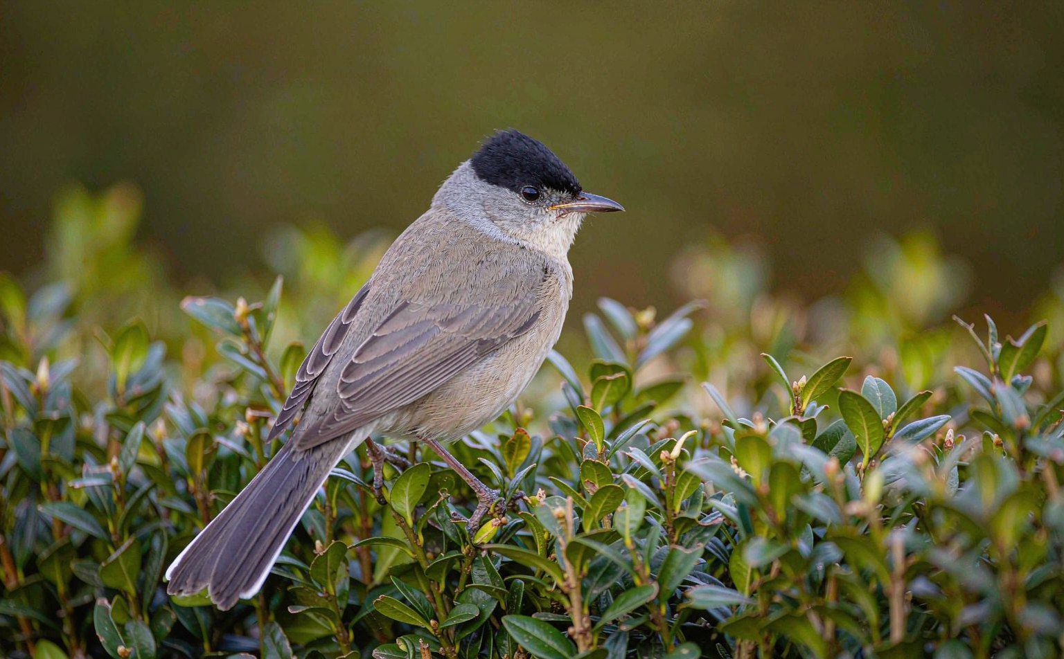 Eurasian Blackcap Sylvia atricapilla male perched in garden shrub real wildlife photograph